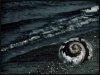 Shell-and-Tideline.jpg