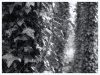 ivy-tree.jpg