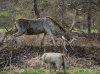 Elk.jpg