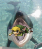 link the orca.png