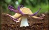 38886_photo_manipulation_muschroom_octopus.jpg