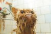 funny-kitten.jpg