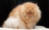 Angry_Cat_1_3269958k.jpg