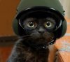 ArmyKitten.jpg