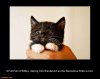 fist-full-kitten-fist-full-kitten-demotivational-posters-1362628299.jpg