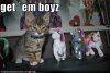 funny-pictures-kitten-has-pony-army.jpg