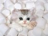 Marshmellow-Kitten.jpg