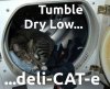 CatinDryer.jpg
