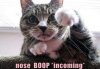Boop.jpg