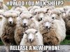 MilikingSheep.jpg