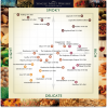 A-Guide-to-Flavours.png