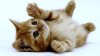 kitty.jpg