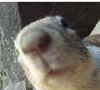 nose.png
