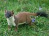 Stoat.jpg