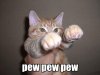 PewPewPaws.jpg