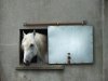 pony.jpeg
