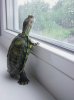 sadturtle.jpg
