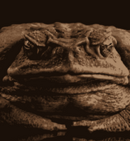 Toad-Man