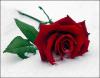 MissRose