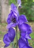 Aconite