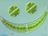 Algae