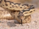 Sidewinder