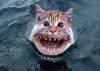 kittenshark