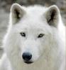 White Wolf