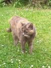 Patra Felino