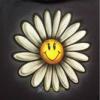 Daisylea