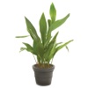 aspidistra