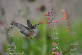 hummingbird