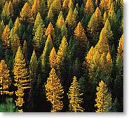 Tamarack