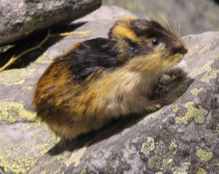 Commandante Lemming