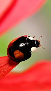Ladybug of North