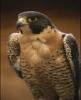 peregrine