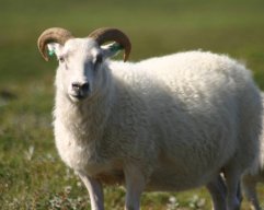 AWildSheep