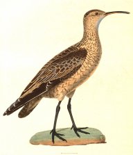 ReproveTheCurlew