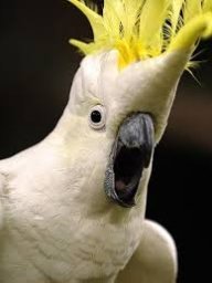 SharpCockatoo