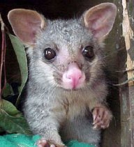 Possum