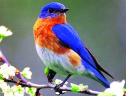 Jaded Bluebird