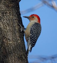 Cthebird
