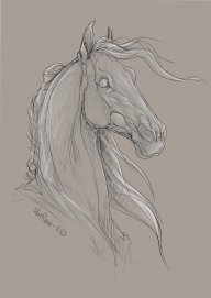 Dakota14breyer