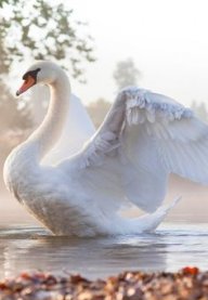 little swan