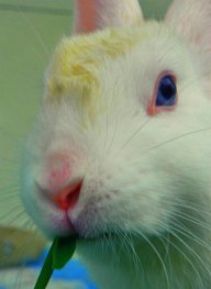 Laughing Rabbit