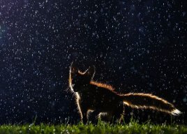 FoxInSpace