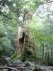 Yakushima