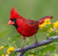 Cardinal