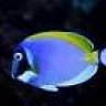 Noblefish