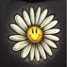 daisydaisy
